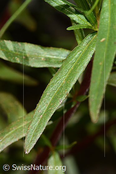 Foto: Fleischers Weidenröschen (Epilobium fleischeri). Blätter. Blick von oben.