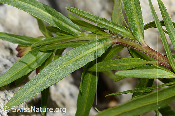 Foto: Fleischers Weidenröschen (Epilobium fleischeri). Blattunterseite.