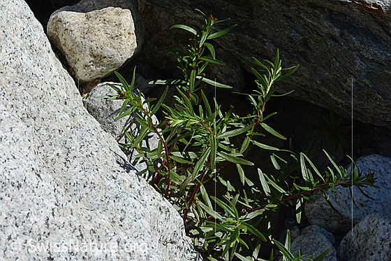 Foto: Fleischers Weidenröschen (Epilobium fleischeri). Ganze Pflanze (Habitus). Nur mit Knospen.