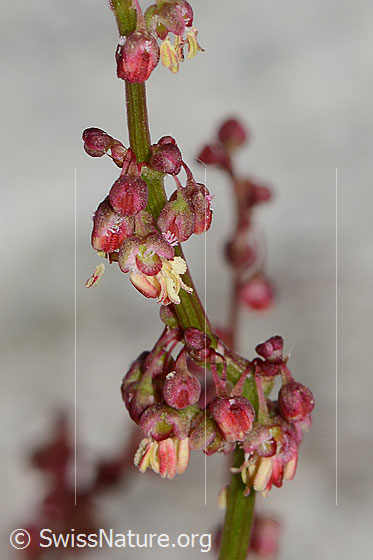 Schildblättriger Ampfer (Rumex scutatus)
