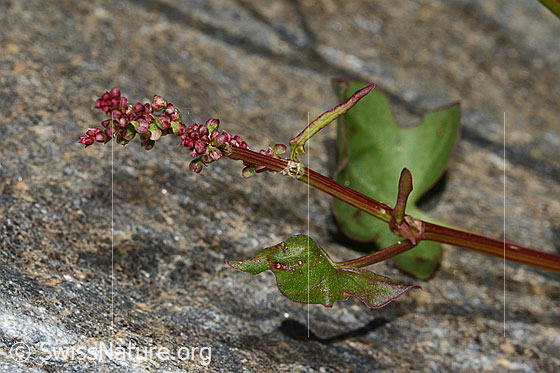 Foto: Schildblättriger Ampfer (Rumex scutatus). Blüten, Stängel und Blätter.