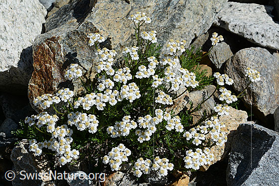 Photo: Achillea erba-rotta. Whole plant (habiti).