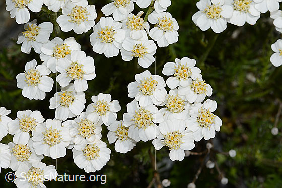 Photo: Achillea erba-rotta. Blossoms. View from above.