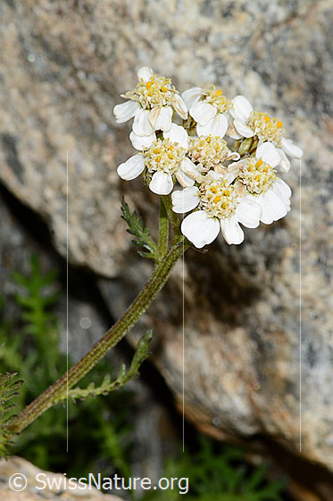 Photo: Achillea erba-rotta. Stem and blossoms.