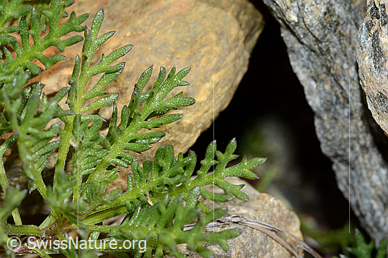 Photo: Achillea erba-rotta. Leaves.