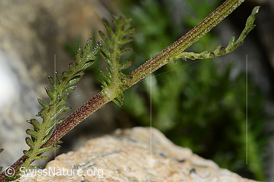 Photo: Achillea erba-rotta. Flowers with brown-edged bracts.
