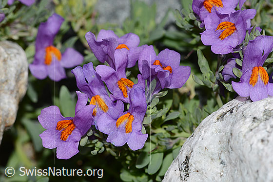 Foto: Alpen-Leinkraut (Linaria alpina). Blüten.