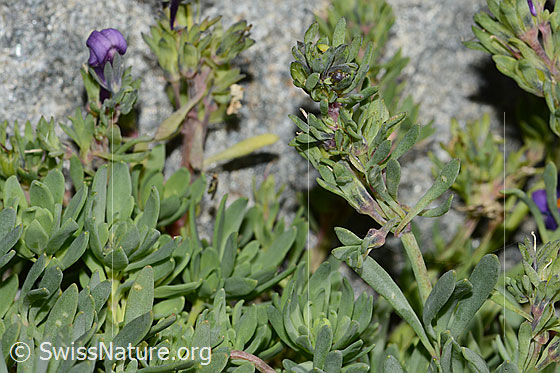 Foto: Alpen-Leinkraut (Linaria alpina). Blätter und Stängel.