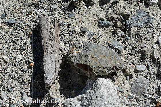 Foto: Holzfund Nr. 3 am Unteraargletscher.