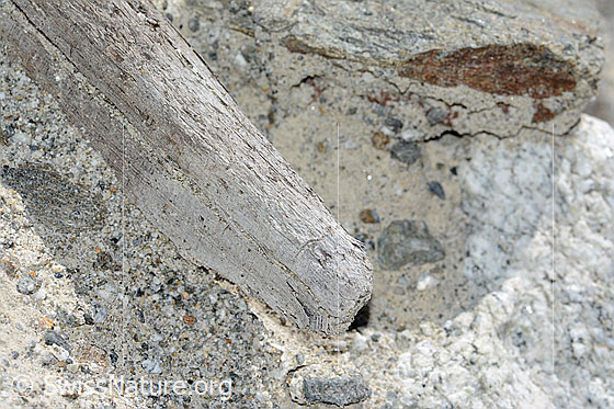Foto: Holzfund Nr. 3 am Unteraargletscher.