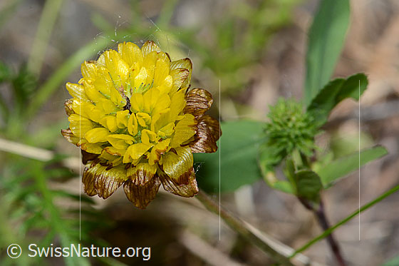 Photo: Trifolium badium. Blossom.