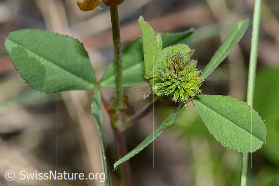 Photo: Trifolium badium. Leaves and flower just before flowering.