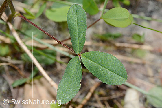 Foto: Braun-Klee (Trifolium badium). Blätter und Blattstiel von oben.