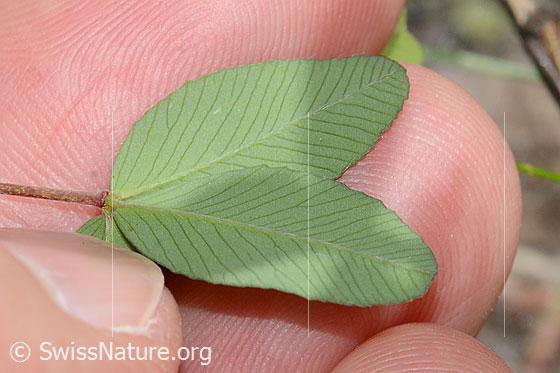 Foto: Braun-Klee (Trifolium badium). Blattunterseite.