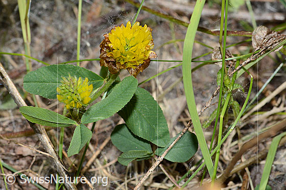 Photo: Trifolium badium. Whole plant (habiti).