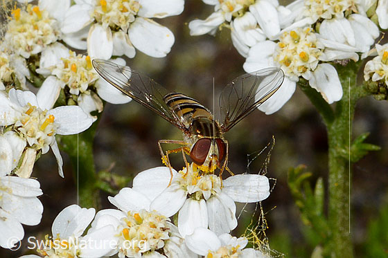 Photo: Episyrphus balteatus auf Moschus-Schafgarbe (Achillea erba-rotta). View from diagonally above.