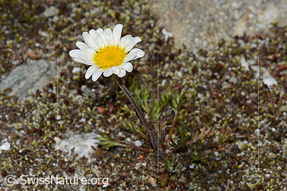 Foto: Gewöhnliche Alpenmargerite (Leucanthemopsis alpina). Ganze Pflanze (Habitus).