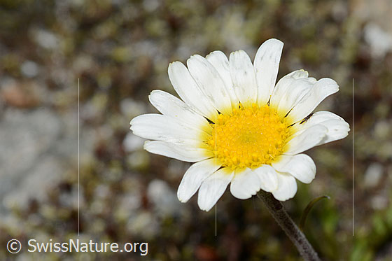 Foto: Gewöhnliche Alpenmargerite (Leucanthemopsis alpina). Blüte.