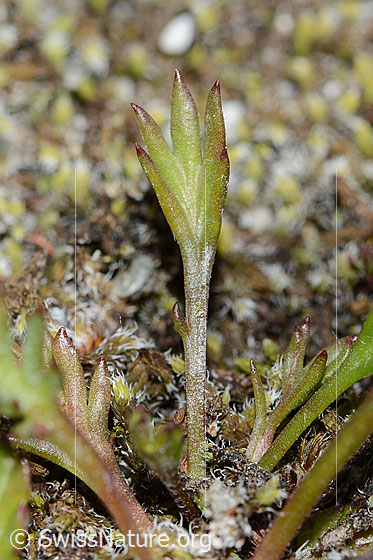 Foto: Gewöhnliche Alpenmargerite (Leucanthemopsis alpina). Blatt.