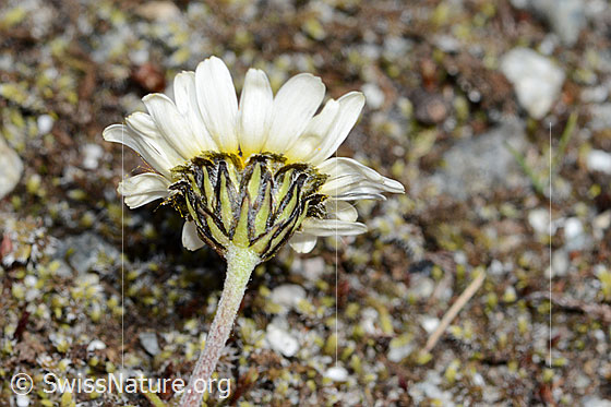 Foto: Gewöhnliche Alpenmargerite (Leucanthemopsis alpina). Blüte, Hüllblätter und Stängel.