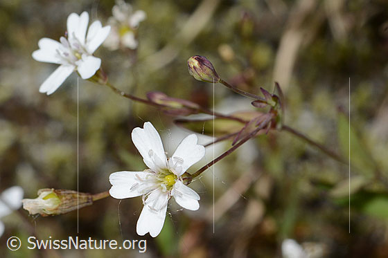 Photo: Silene rupestris. Blossoms.