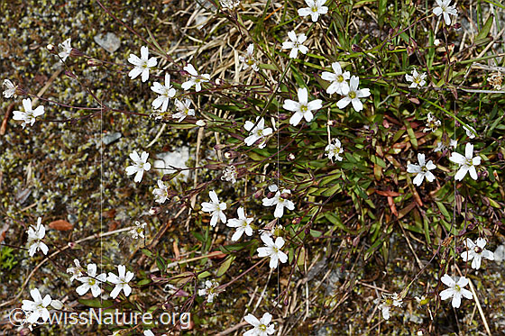 Foto: Felsen-Leimkraut (Silene rupestris). Ganze Pflanze (Habitus).