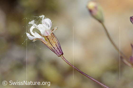 Photo: Silene rupestris. Fast faded blossom and calyx.