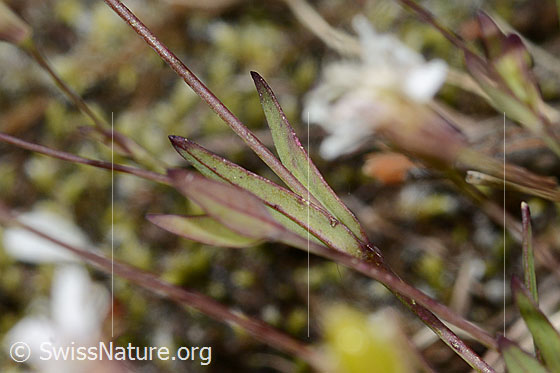 Photo: Silene rupestris. Stem and leaves.