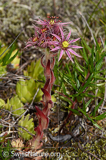 Foto: Berg-Hauswurz (Sempervivum montanum). Ganze Pflanze (Habitus)