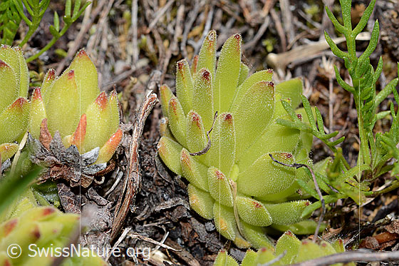 Foto: Berg-Hauswurz (Sempervivum montanum). Rosette.