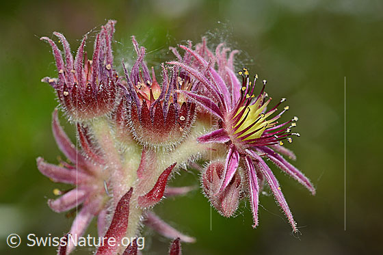 Foto: Berg-Hauswurz (Sempervivum montanum). Blüten. Ansicht von der Seite.