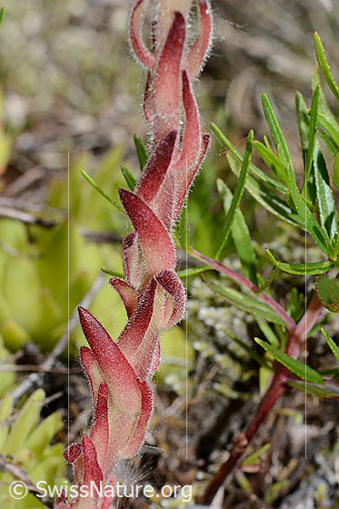 Foto: Berg-Hauswurz (Sempervivum montanum). Stängel und Stängelblätter.