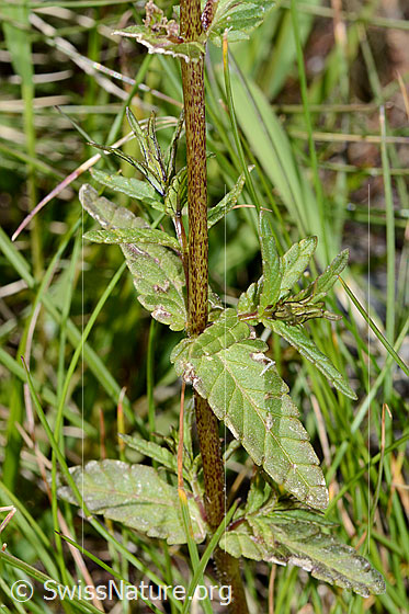 Foto: Schmalblättriger Klappertopf (Rhinanthus glacialis). Stängel und Blätter.