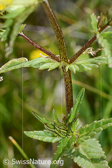 Foto: Schmalblättriger Klappertopf (Rhinanthus glacialis). Stängel und Blätter.