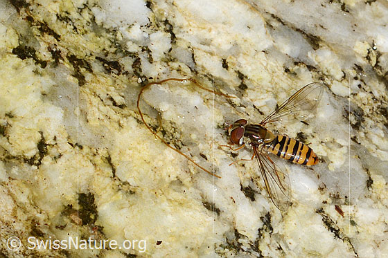 Foto: Hainschwebfliege (Episyrphus balteatus). Flügel halb geöffnet. Auf Stein sitzend.