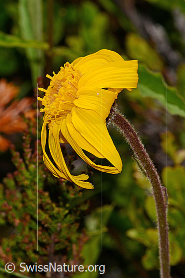 Photo: Arnica montana. Blossom and stem.