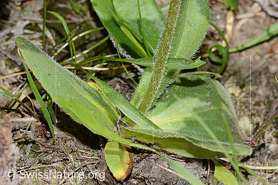 Photo: Arnica montana. Leaves and stem.