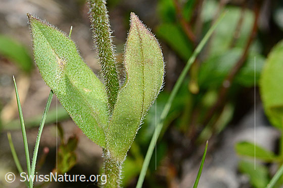 Photo: Arnica montana. Stem and Stem leaf.