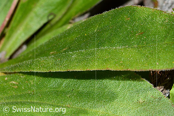 Photo: Arnica montana. Leaf top.