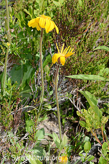 Photo: Arnica montana. Whole plant (Habitat).