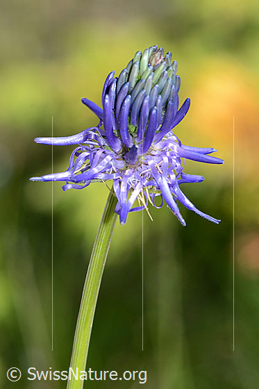 Photo: Probably Phyteuma betonicifolium. Stem and blossom.