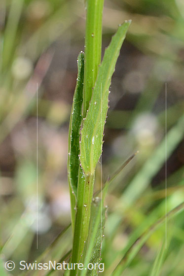 Photo: Probably Phyteuma betonicifolium. Stem and stem leaves.