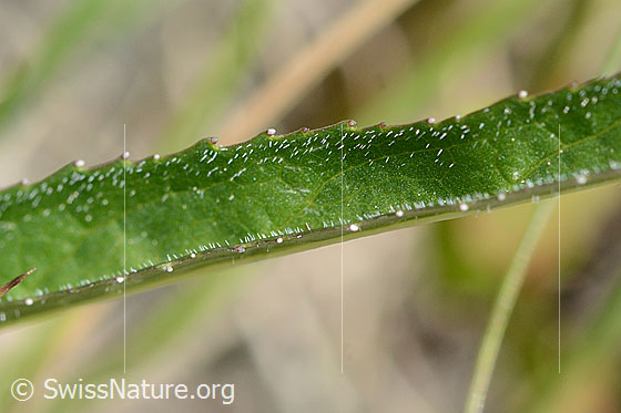 Photo: Probably Phyteuma betonicifolium. Leaf top.