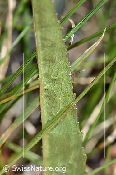 Photo: Probably Phyteuma betonicifolium. Leaf underside.