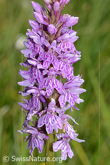 Photo: Dactylorhiza fuchsii. Inflorescence.