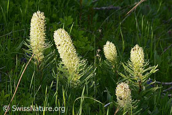 Foto: Straussblütige Glockenblume. Ganze Pflanze (Habitus).