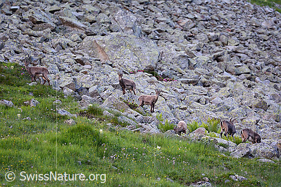 Photo: Alpine ibex (Capra ibex) in a herd on a boulder field.
Family: Bovidae
Genus: Capra