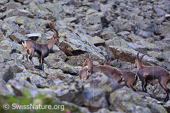 Photo: Alpine ibex (Capra ibex) in a herd on a boulder field.
Family: Bovidae
Genus: Capra