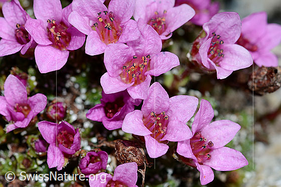 Foto: Gegenblättriger Steinbrech (Saxifraga oppositifolia). Blüten. Ansicht von oben.