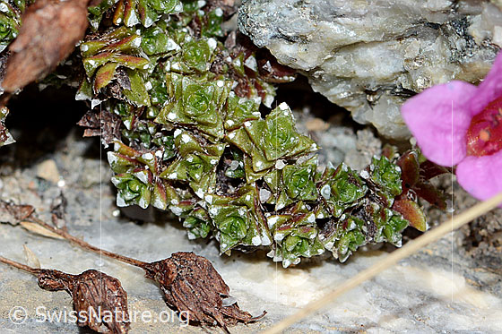 Foto: Gegenblättriger Steinbrech (Saxifraga oppositifolia). Blätter.
